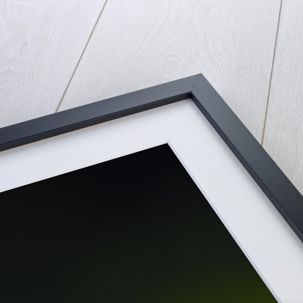 Gray Squirrel Holding Hazelnuts by Anonymous