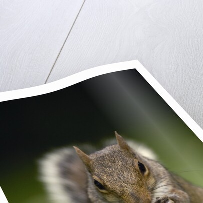 Gray Squirrel Holding Hazelnuts by Anonymous