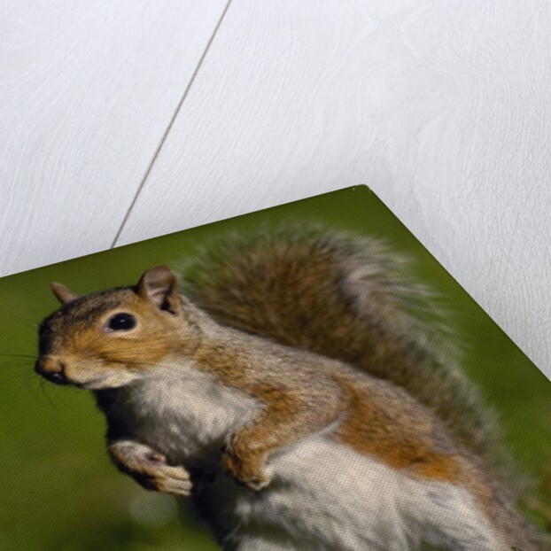 Alert Gray Squirrel by Anonymous