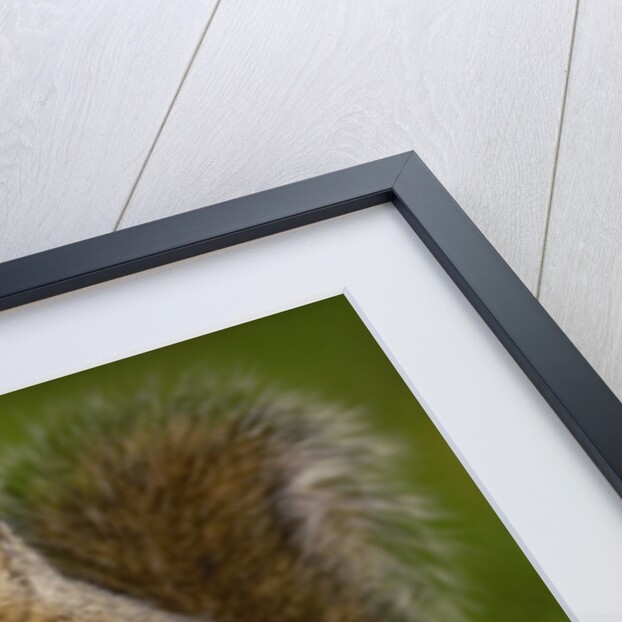 Alert Gray Squirrel by Anonymous