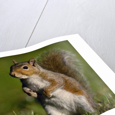 Alert Gray Squirrel by Anonymous