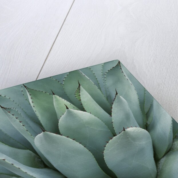 Agave Plant by Anonymous