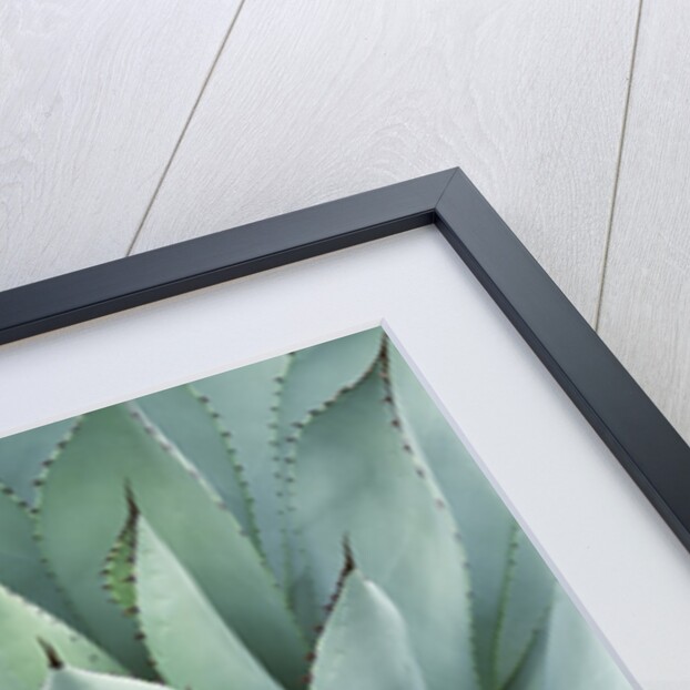Agave Plant by Anonymous