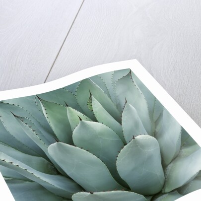 Agave Plant by Anonymous