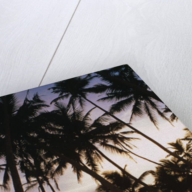 Palm Trees in Maldives by Anonymous