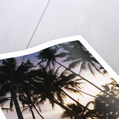 Palm Trees in Maldives by Anonymous