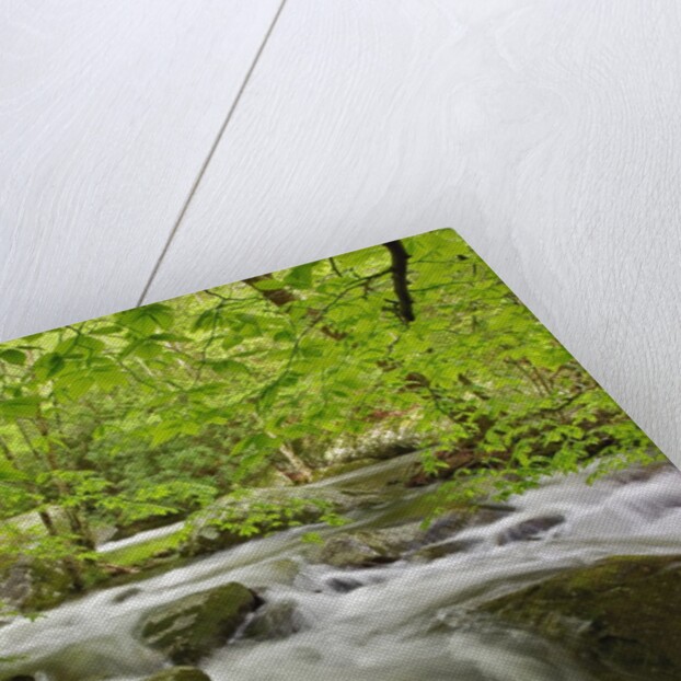 Middle Prong of the Little River by Anonymous