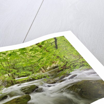 Middle Prong of the Little River by Anonymous