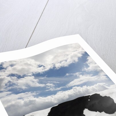 Cow and Sky Patterns by Anonymous