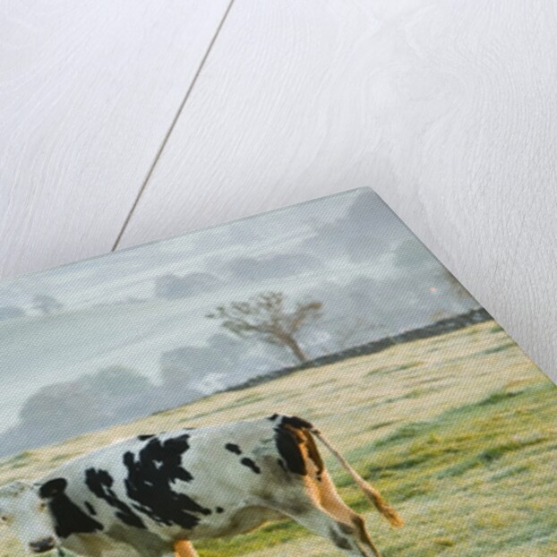 Friesen Cow Standing in Pasture by Anonymous