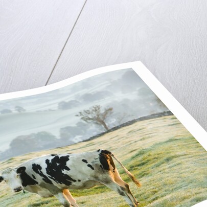 Friesen Cow Standing in Pasture by Anonymous