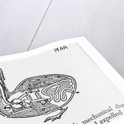 Mechanical Duck by Anonymous