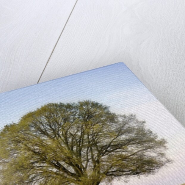 Oak Tree in a Field by Anonymous