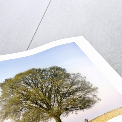 Oak Tree in a Field by Anonymous