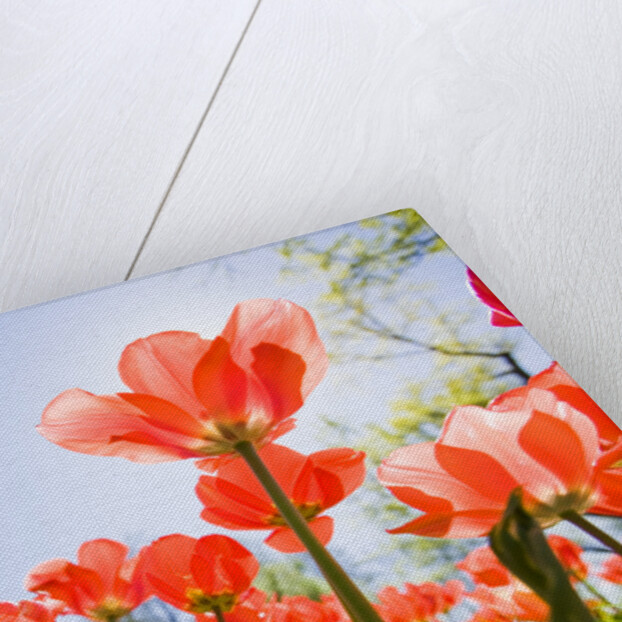 Red Tulips by Anonymous