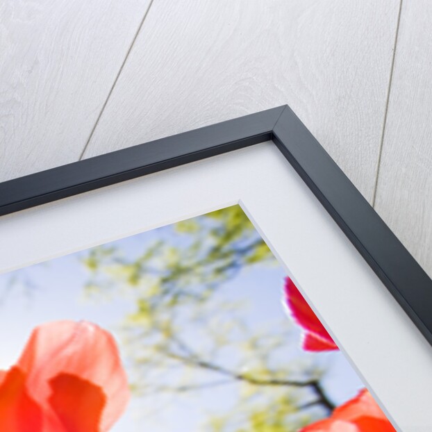 Red Tulips by Anonymous