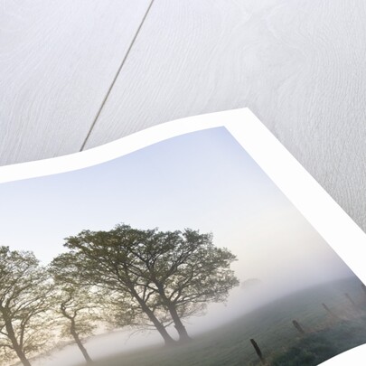 Oak Trees in a Pasture by Anonymous