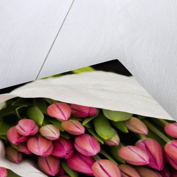 Pink Tulips Wrapped in Paper by Anonymous
