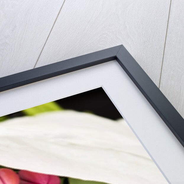 Pink Tulips Wrapped in Paper by Anonymous