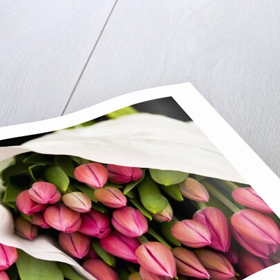 Pink Tulips Wrapped in Paper by Anonymous