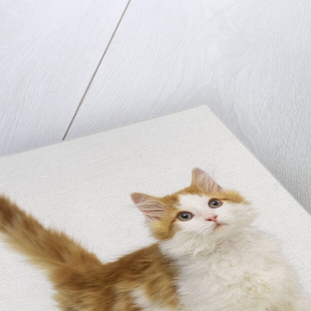 Ginger and White Kitten by Anonymous