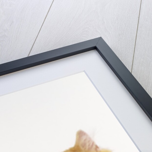 Ginger and White Kitten by Anonymous