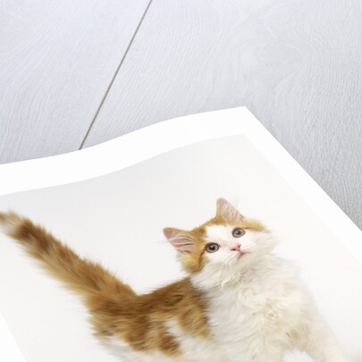 Ginger and White Kitten by Anonymous