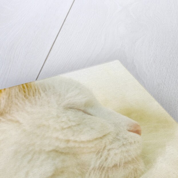 Close-up of a Turkish Van, a Swimming Cat by Anonymous