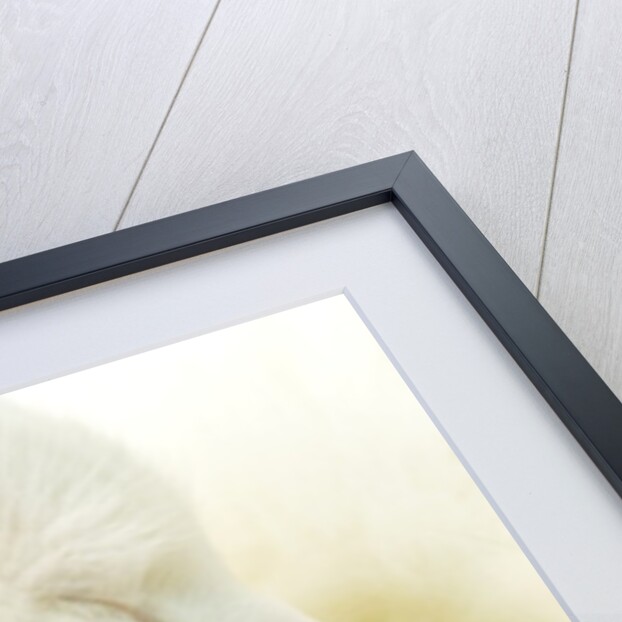 Close-up of a Turkish Van, a Swimming Cat by Anonymous