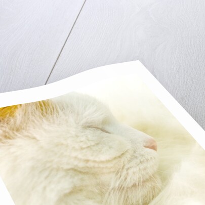 Close-up of a Turkish Van, a Swimming Cat by Anonymous