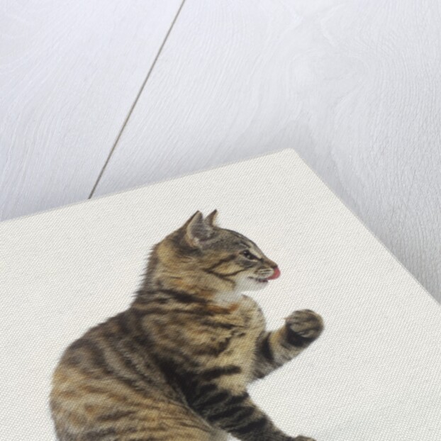 Tabby Kitten by Anonymous