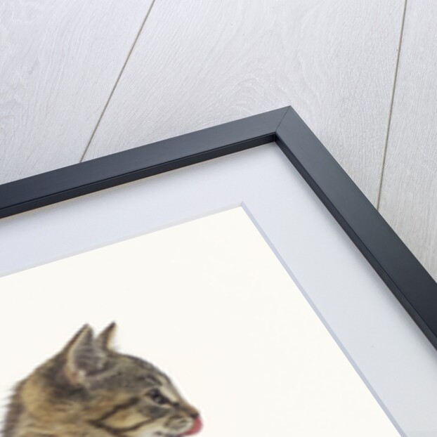 Tabby Kitten by Anonymous