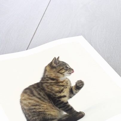 Tabby Kitten by Anonymous