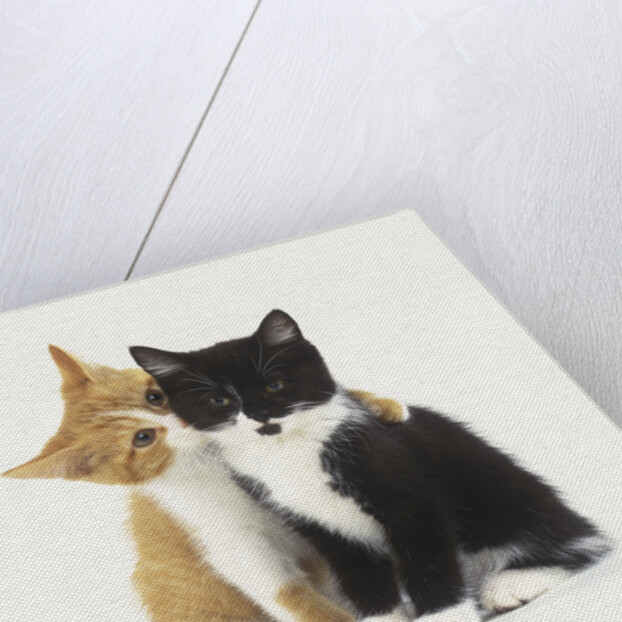 Black and Ginger Kittens Hugging by Anonymous