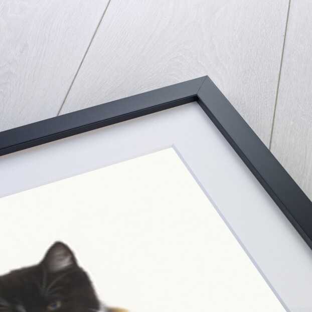 Black and Ginger Kittens Hugging by Anonymous