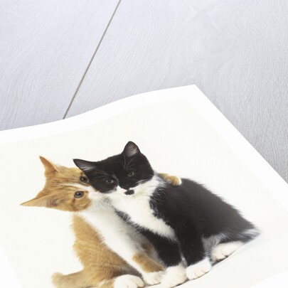 Black and Ginger Kittens Hugging by Anonymous