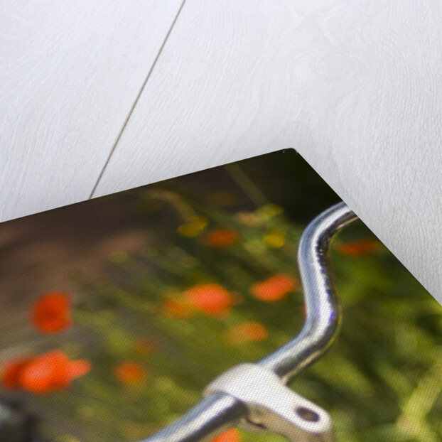 Old Bicycle and Flowers by Anonymous