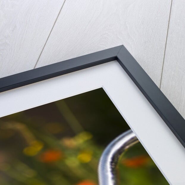 Old Bicycle and Flowers by Anonymous