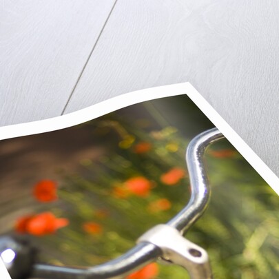 Old Bicycle and Flowers by Anonymous