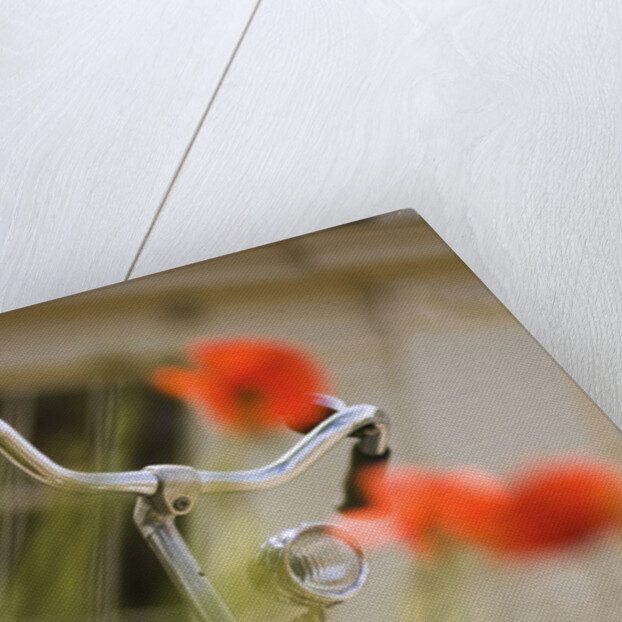 Old Bicycle and Flowers by Anonymous