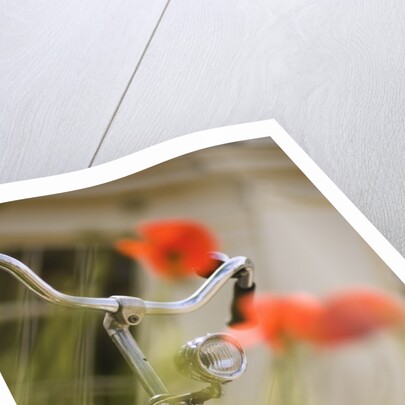 Old Bicycle and Flowers by Anonymous