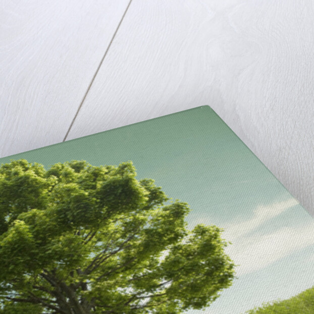 Tree in a Field by Anonymous