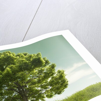 Tree in a Field by Anonymous