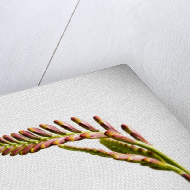 Crocosmia Flower by Anonymous