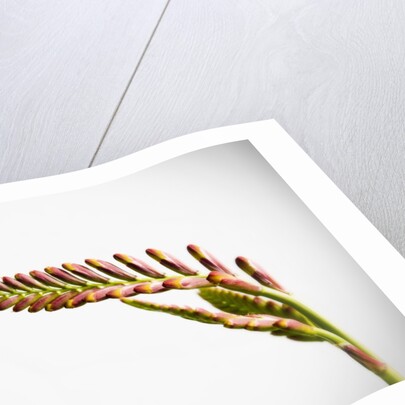 Crocosmia Flower by Anonymous