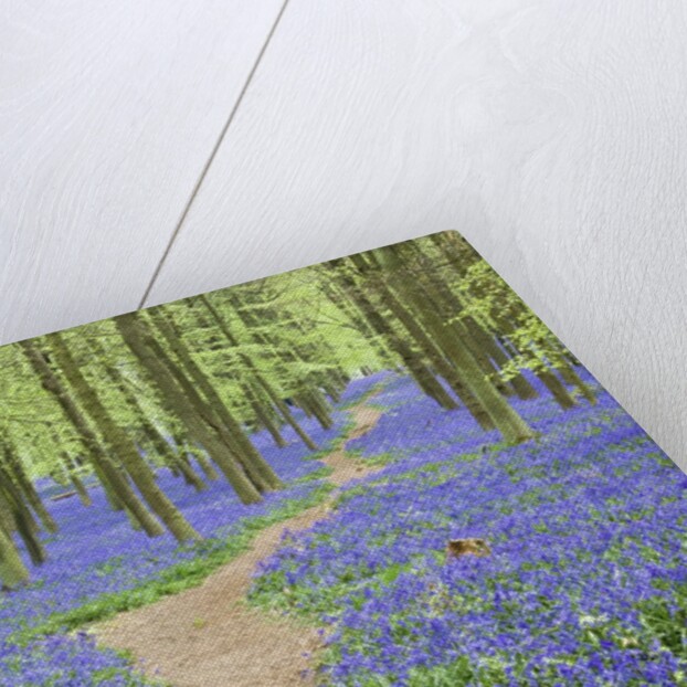 Path Winding Through Beech Forest and Bluebells by Anonymous