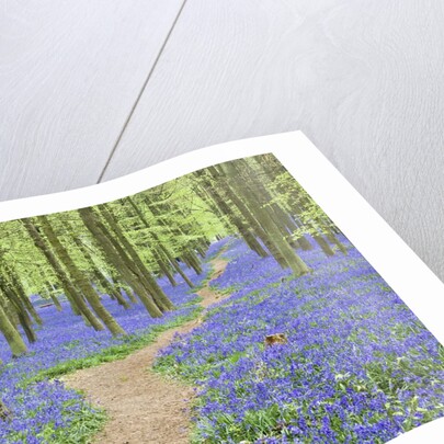 Path Winding Through Beech Forest and Bluebells by Anonymous