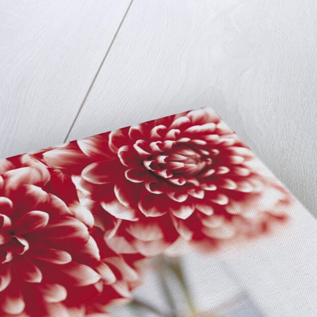 Dahlias in vase by Anonymous