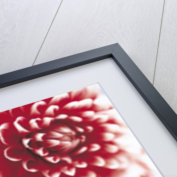 Dahlias in vase by Anonymous