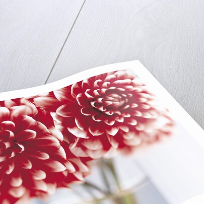 Dahlias in vase by Anonymous